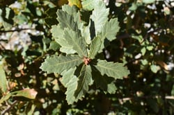 Photo 4 of Quercus spp.