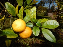 Photo 10 of Citrus limonia