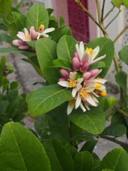 Photo 7 of Citrus limonia