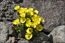 Photo 9 of Ranunculus spp.