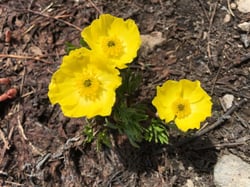Photo 8 of Ranunculus spp.