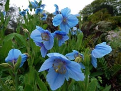 Photo 3 of Ranunculus spp.