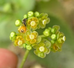 Photo 6 of Ranunculus spp.
