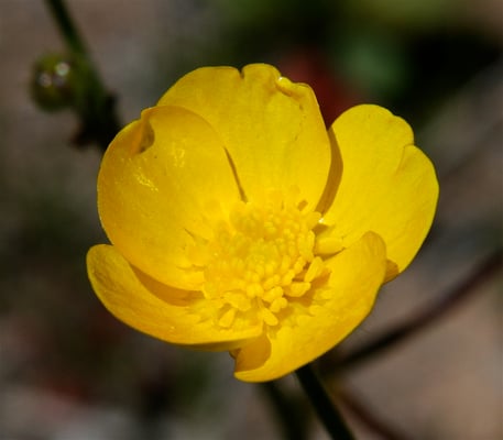 Photo 1 of Ranunculus spp.