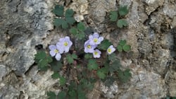 Photo 7 of Ranunculus spp.