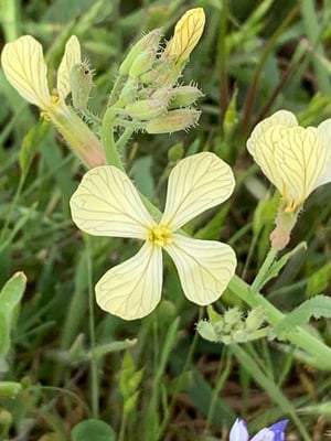 Photo 1 of Raphanus raphanistrum