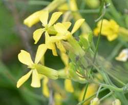 Photo 9 of Raphanus raphanistrum
