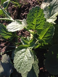 Photo 5 of Raphanus raphanistrum