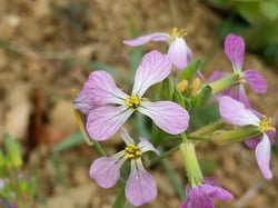 Photo 6 of Raphanus raphanistrum