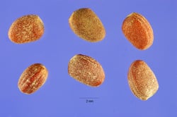 Photo 8 of Raphanus raphanistrum