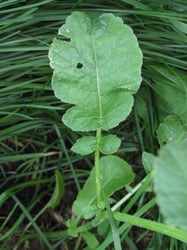 Photo 3 of Raphanus raphanistrum