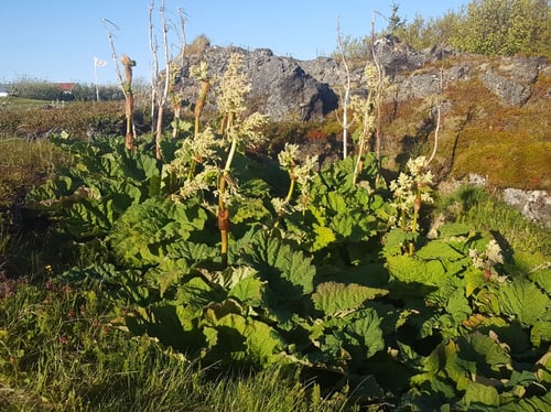 Photo 1 of Rheum rhabarbarium