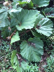 Photo 4 of Rheum rhabarbarium
