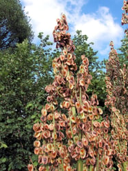 Photo 3 of Rheum rhabarbarium