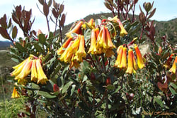 Photo 6 of Rhododendron spp.