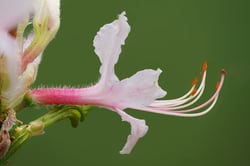 Photo 3 of Rhododendron spp.