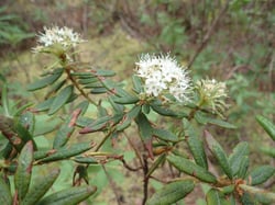 Photo 9 of Rhododendron spp.