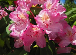 Photo 5 of Rhododendron spp.