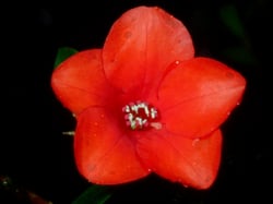 Photo 4 of Rhododendron spp.