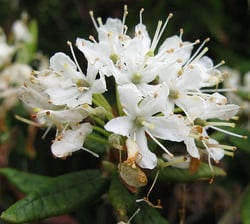 Photo 8 of Rhododendron spp.