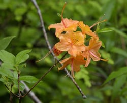 Photo 2 of Rhododendron spp.