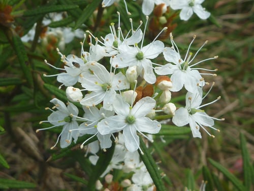 Photo 1 of Rhododendron spp.
