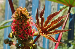 Photo 3 of Ricinus communis