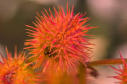 Photo 6 of Ricinus communis