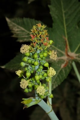 Photo 1 of Ricinus communis