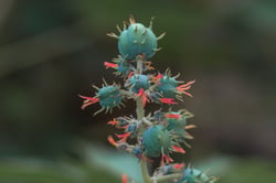 Photo 2 of Ricinus communis