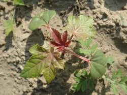 Photo 5 of Ricinus communis