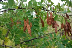 Photo 3 of Robinia pseudoacacia