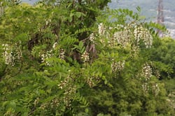 Photo 7 of Robinia pseudoacacia