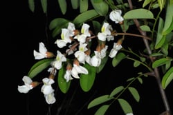 Photo 2 of Robinia pseudoacacia