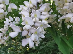 Photo 6 of Robinia pseudoacacia