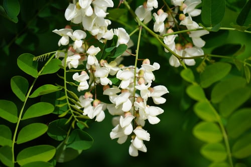Photo 1 of Robinia pseudoacacia