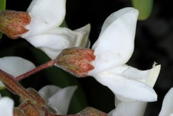 Photo 3 of Robinia spp.