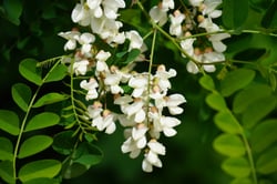 Photo 4 of Robinia spp.