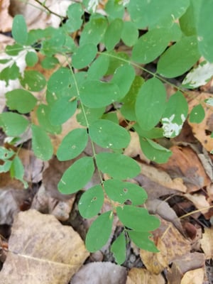 Photo 1 of Robinia spp.