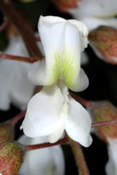 Photo 8 of Robinia spp.