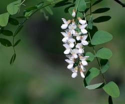 Photo 2 of Robinia spp.