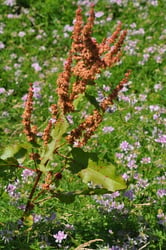 Photo 9 of Rumex spp.