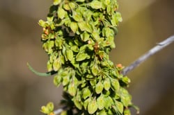 Photo 7 of Rumex spp.