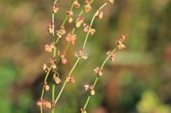 Photo 8 of Rumex spp.