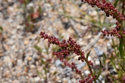 Photo 3 of Rumex spp.