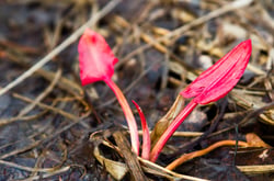 Photo 5 of Rumex spp.