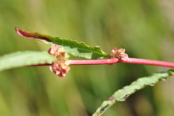 Photo 2 of Rumex spp.