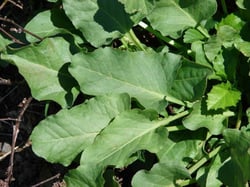 Photo 4 of Rumex spp.