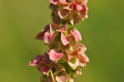 Photo 6 of Rumex spp.
