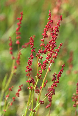 Photo 1 of Rumex spp.